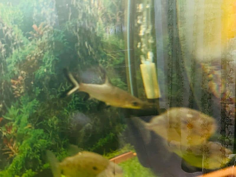 oscar/parrot/giant gourami/silver doller/silver arowana/green terror 9