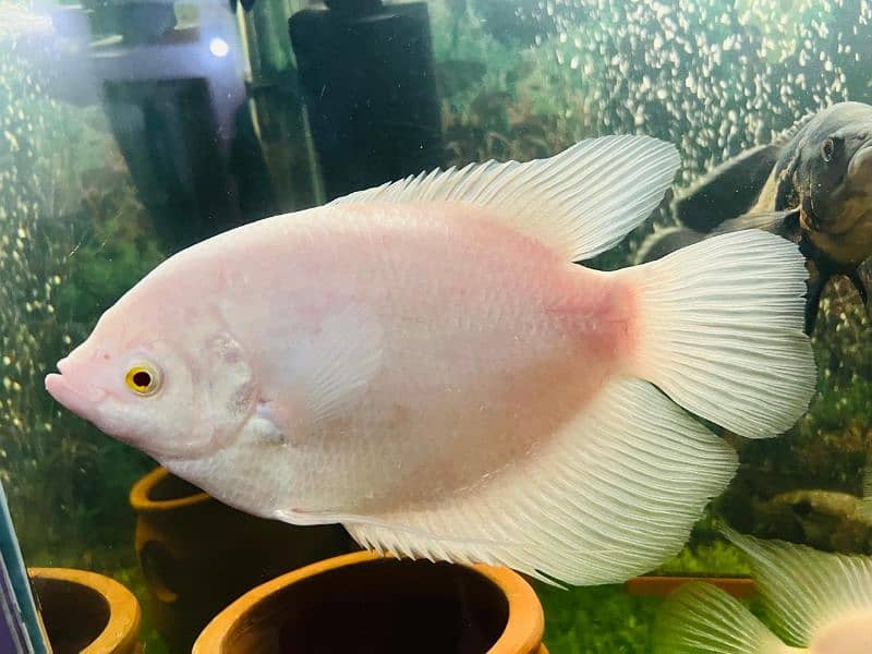 oscar/parrot/giant gourami/silver doller/silver arowana/green terror 11