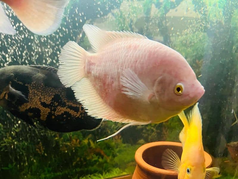 oscar/parrot/giant gourami/silver doller/silver arowana/green terror 14