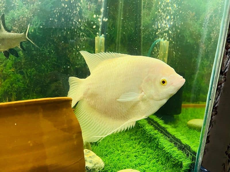 oscar/parrot/giant gourami/silver doller/silver arowana/green terror 16