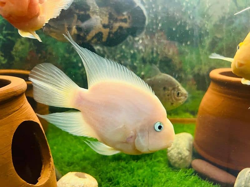 oscar/parrot/giant gourami/silver doller/silver arowana/green terror 18