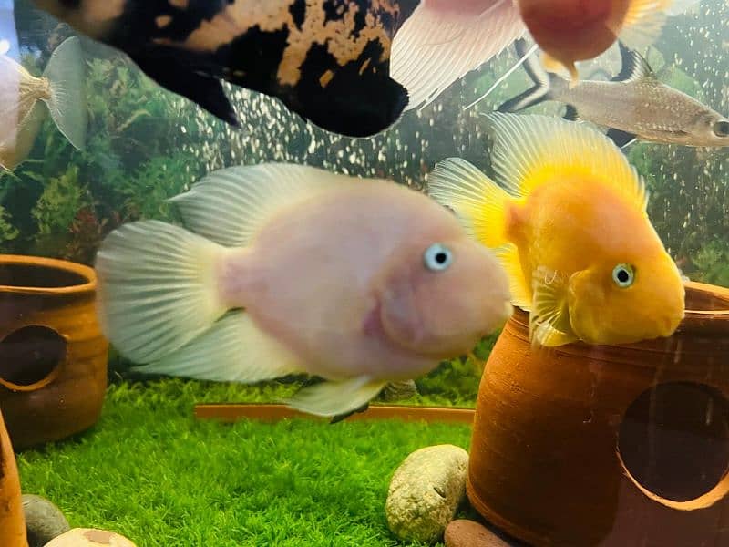 oscar/parrot/giant gourami/silver doller/silver arowana/green terror 19