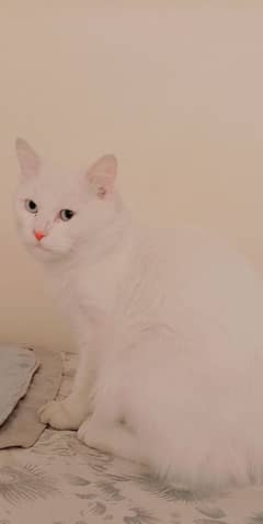 White Cat