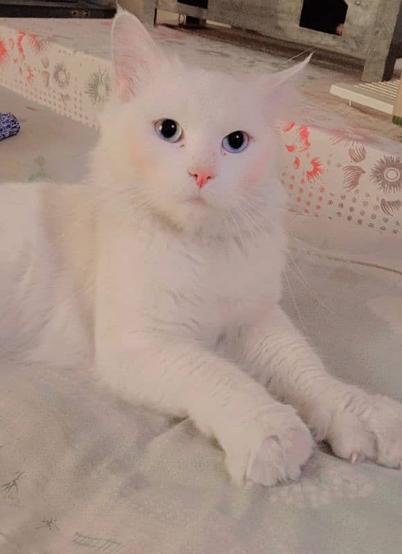 White Cat 1