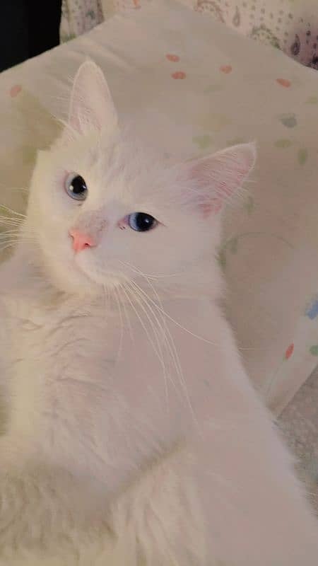 White Cat 2