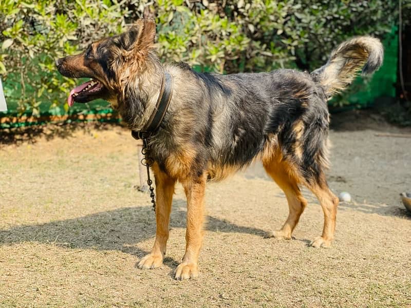 Albanian Shepherd 1