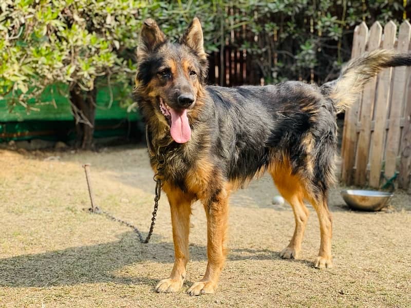 Albanian Shepherd 2