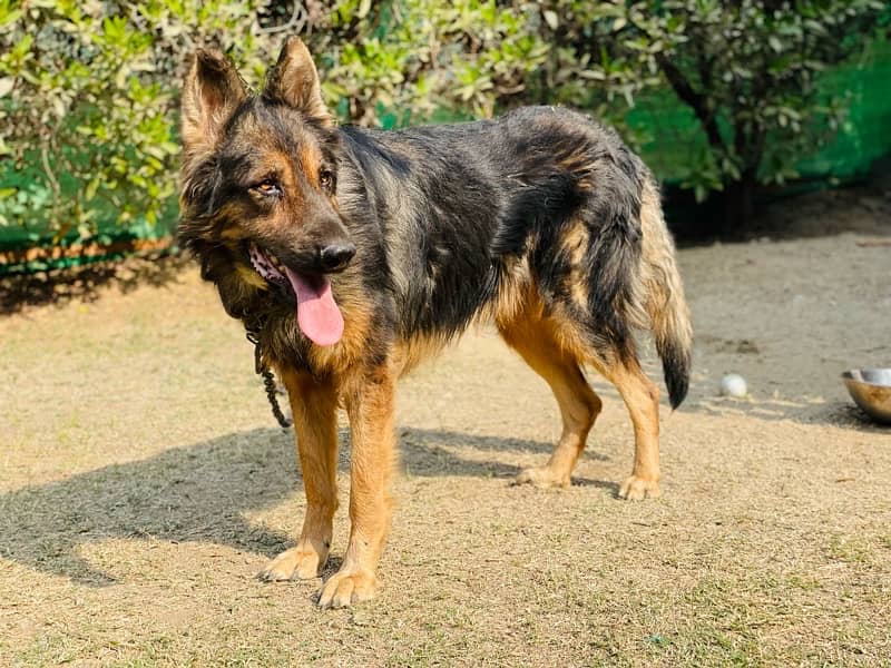 Albanian Shepherd 3