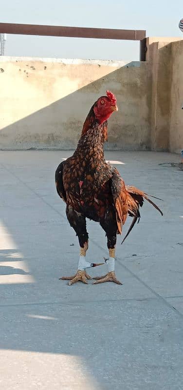 aseel mian wali breed 0 size 0