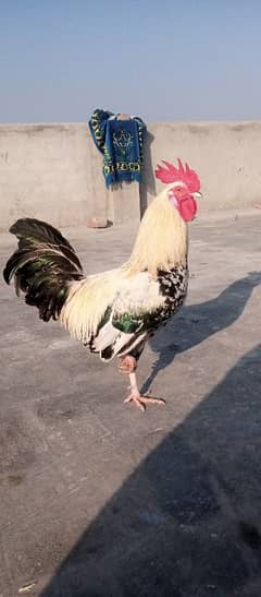 Desi hen