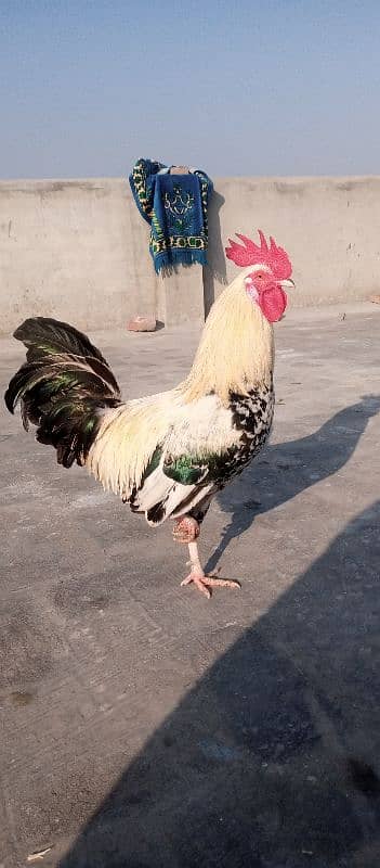 Desi hen 0