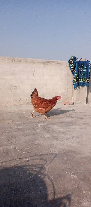 Desi hen 1