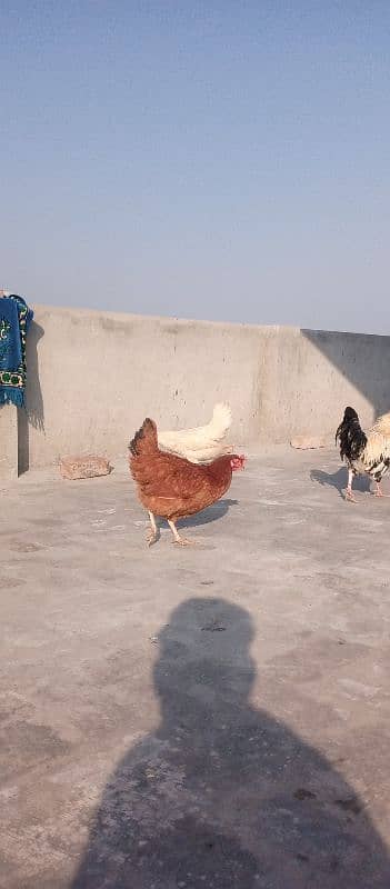 Desi hen 2