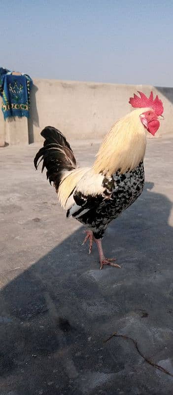 Desi hen 5