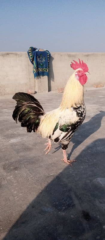 Desi hen 6