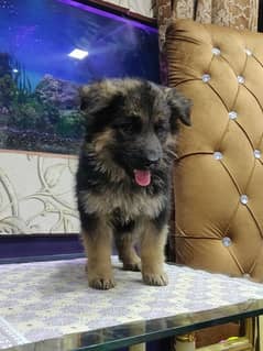 German Shepherd long coat puppy