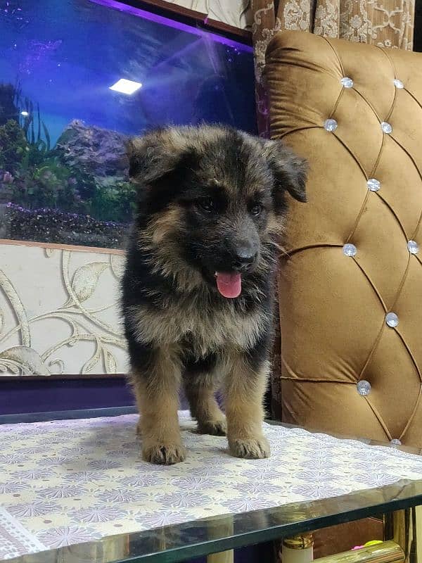 German Shepherd long coat puppy 0