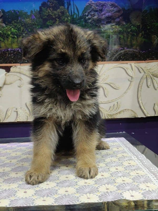 German Shepherd long coat puppy 1