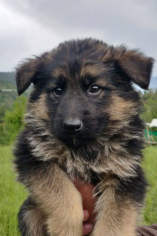 German Shepherd long coat puppy 3