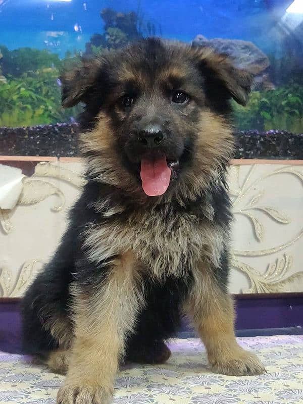 German Shepherd long coat puppy 4