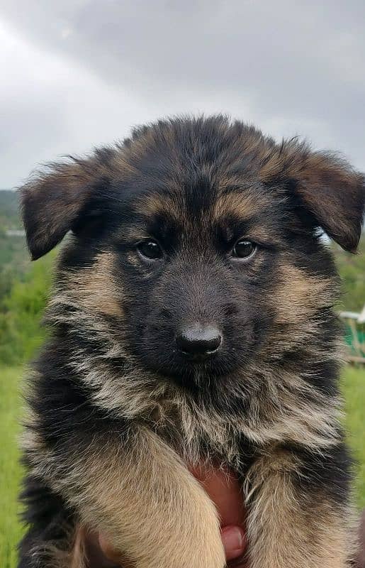 German Shepherd long coat puppy 5