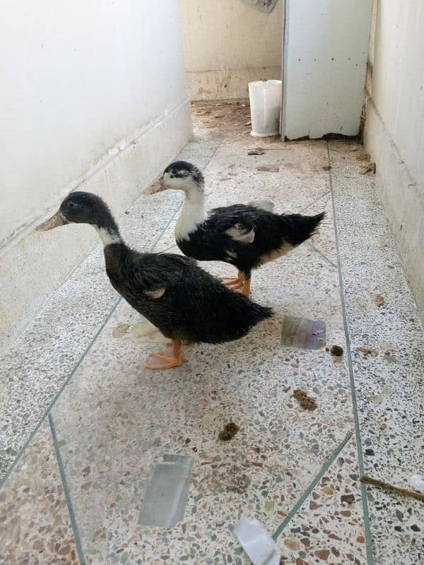 Healthy ducks for sale 0