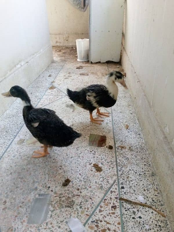 Healthy ducks for sale 1