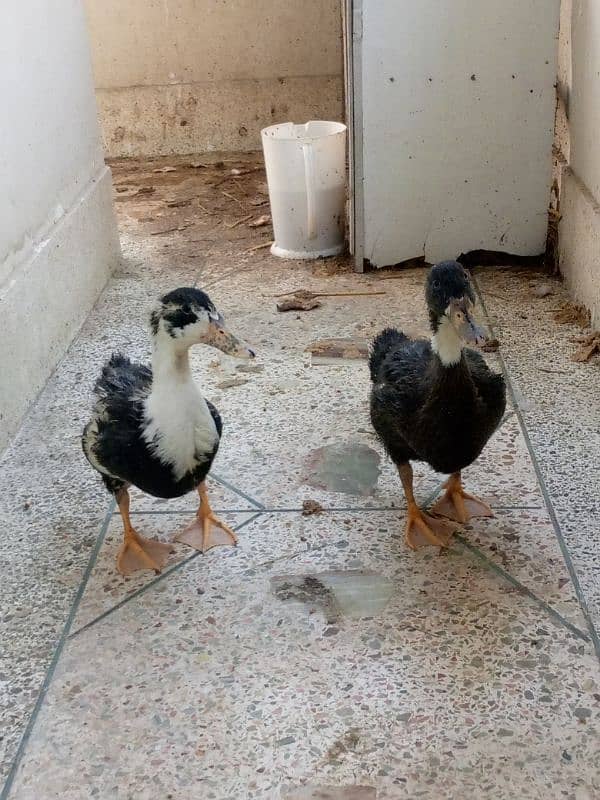 Healthy ducks for sale 2