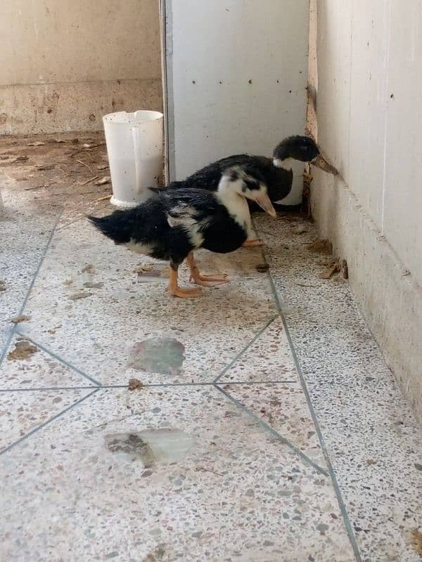 Healthy ducks for sale 5