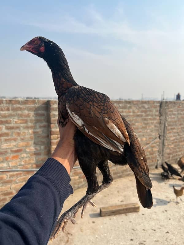 Aseel hen for sale 0