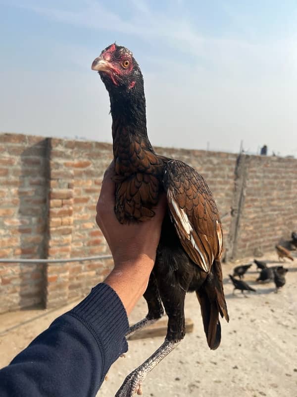 Aseel hen for sale 3