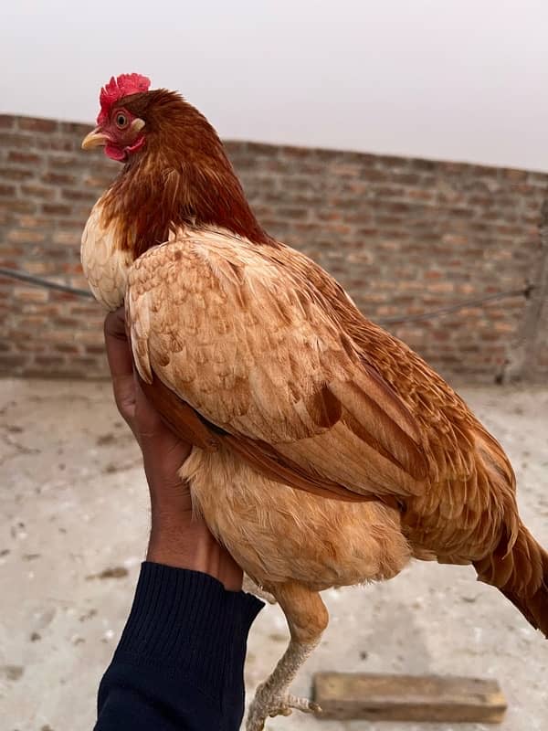 Aseel hen for sale 4