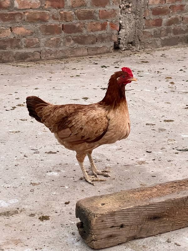 Aseel hen for sale 5