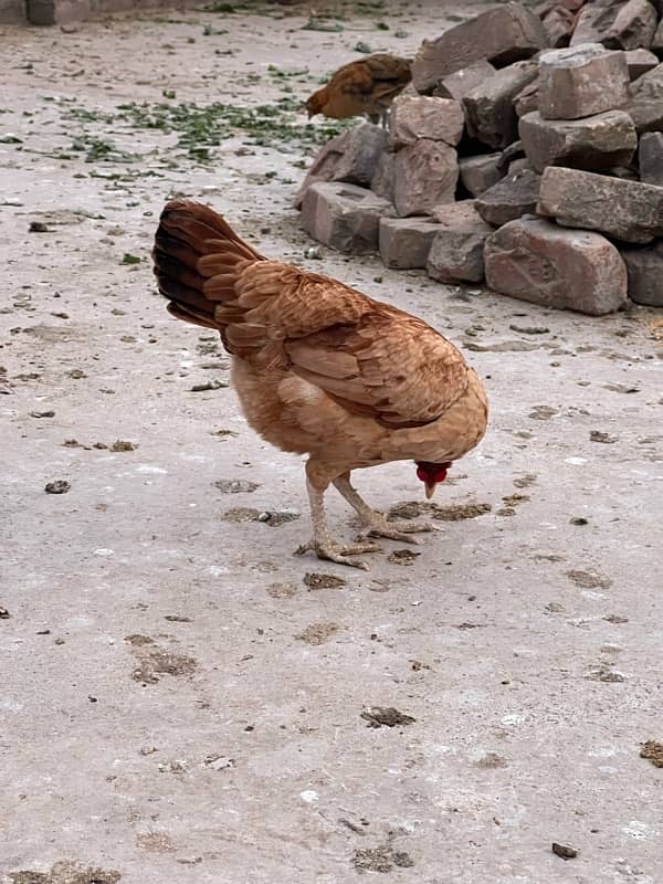 Aseel hen for sale 6