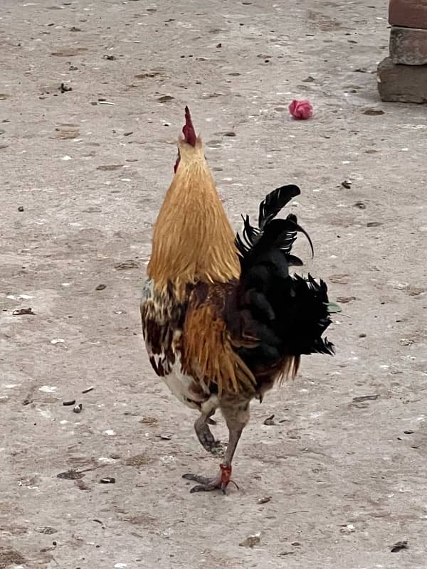 Aseel hen for sale 8