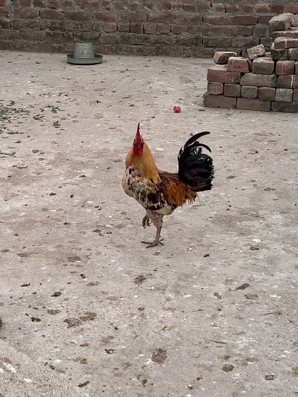 Aseel hen for sale 9