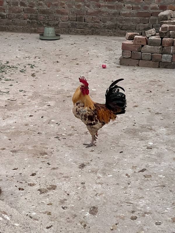 Aseel hen for sale 10