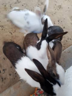 Two pairs of Rabbit for sale