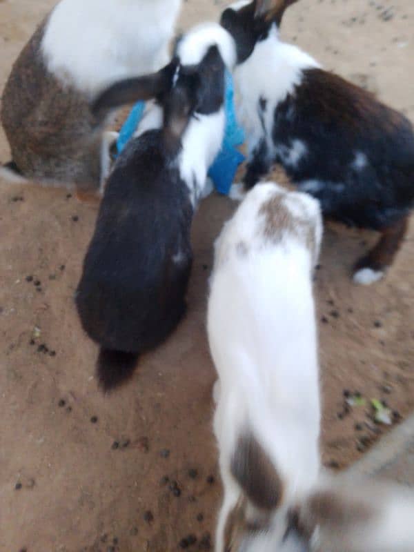 Two pairs of Rabbit for sale 1