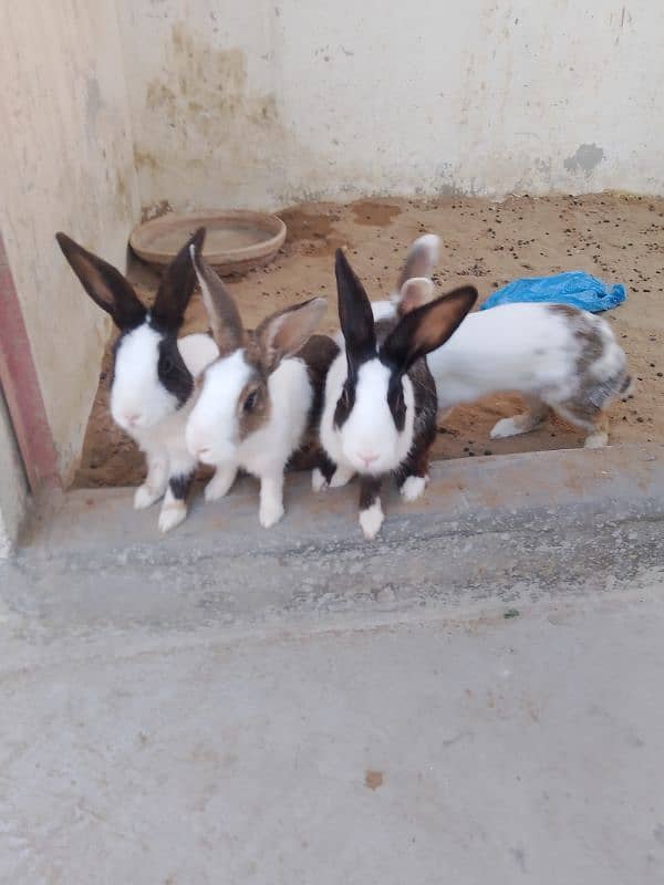 Two pairs of Rabbit for sale 2