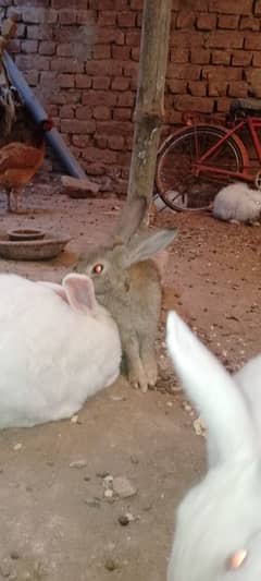 New Zealand white gray color rabbits