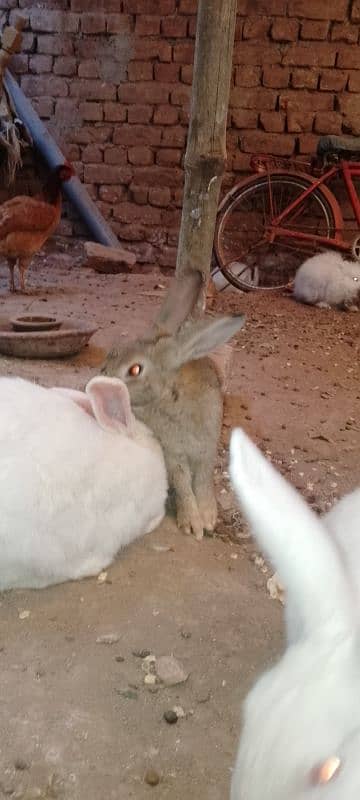 New Zealand white gray color rabbits 0