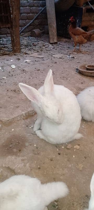 New Zealand white gray color rabbits 1