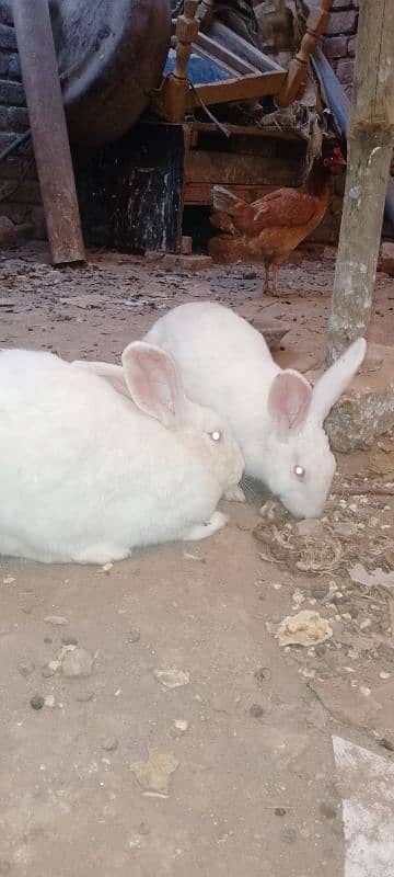 New Zealand white gray color rabbits 2