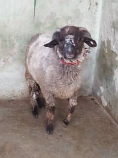 Beautiful Male sheep