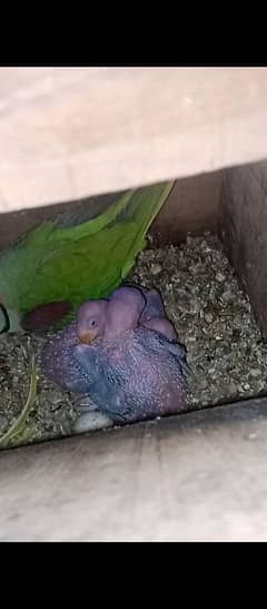 kashmiri rah parrot baby