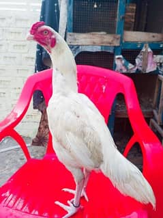 asli cock white Heera