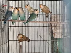 Color Lovebirds and Albino red eye pathay