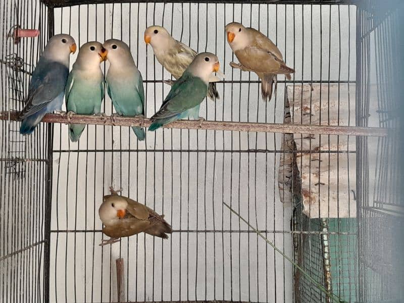 Color Lovebirds and Albino red eye pathay 0