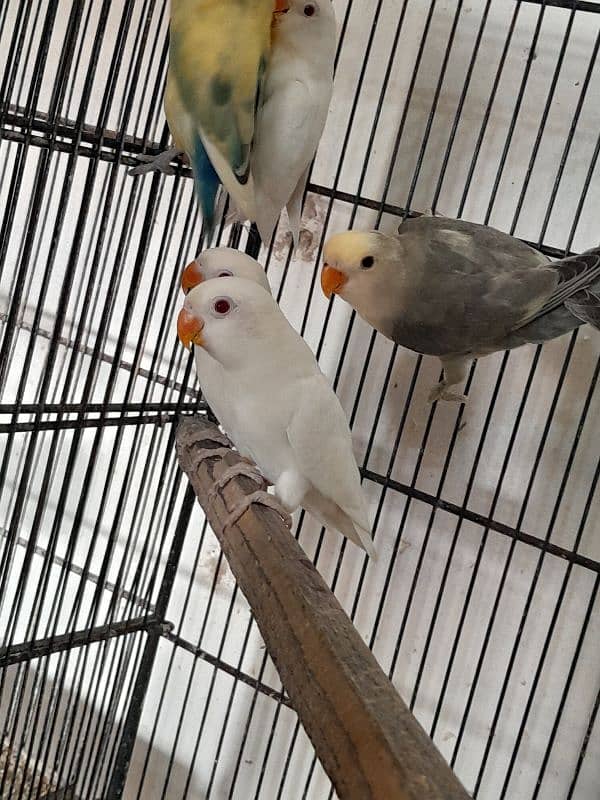 Color Lovebirds and Albino red eye pathay 1